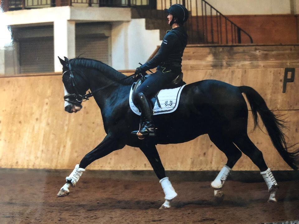 VERMENTINO - 5jhriger Trakehner von Alter Fritz u.d. Prmienstute Vittoria v. Exclusiv, Trakehner Gestt Hmelschenburg - Beate Langels