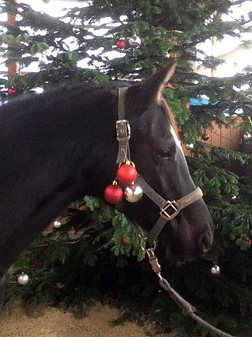 Schwalbensiegel  von Kostolany u.d. Pr.,StPr. u. Elitestute Schwalbenspiel v. Exclusiv - Foto: Melanie Weseloh - Zchter: 
Beate Langels - Trakehner Gestt Hmelschenburg