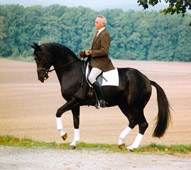 Kostolany von Enrico Caruso - Trakehner Gestt Hmelschenburg - copyright by Beate Langels