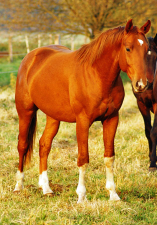 2jhriger Fuchshengst von Fiedertanz x Kostolany - Foto: Richard Langels