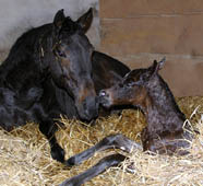 Hengstfohlen von Summertime u.d. , Foto: Kunst