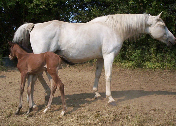 am 30. Juli 2010 - Stutfohlen von Shavalou