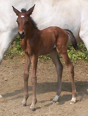 am 30. Juli 2010 - Stutfohlen von Shavalou