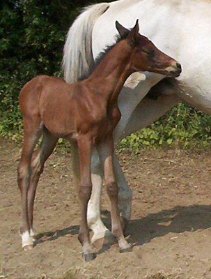 am 30. Juli 2010 - Stutfohlen von Shavalou