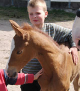 Stutfohlen von Shavalou mit Ben Jger