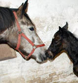 Teatime und ihre gerade geborene Tochter von Exclusiv - Foto: Richard Langels
