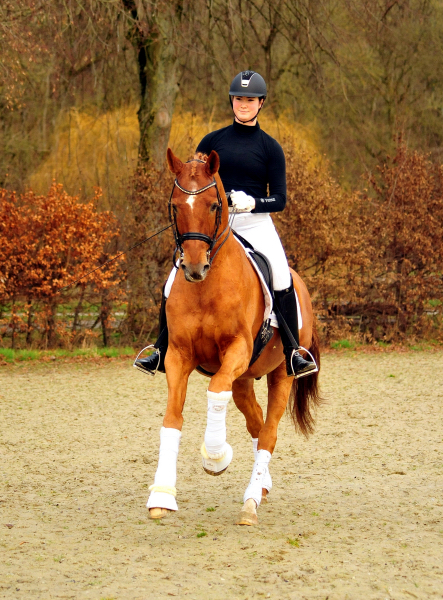 Trakehner Hengst Zauberdeyk v. Van Deyk - Friedensfrst - Trakehner Gestt Hmelschenburg - Foto: Beate Langels