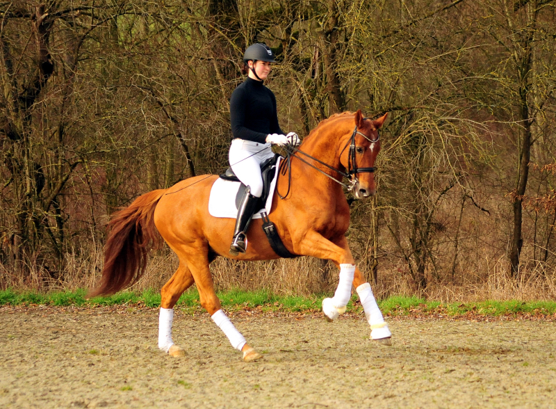 Trakehner Hengst Zauberdeyk v. Van Deyk - Friedensfrst - Trakehner Gestt Hmelschenburg - Foto: Beate Langels