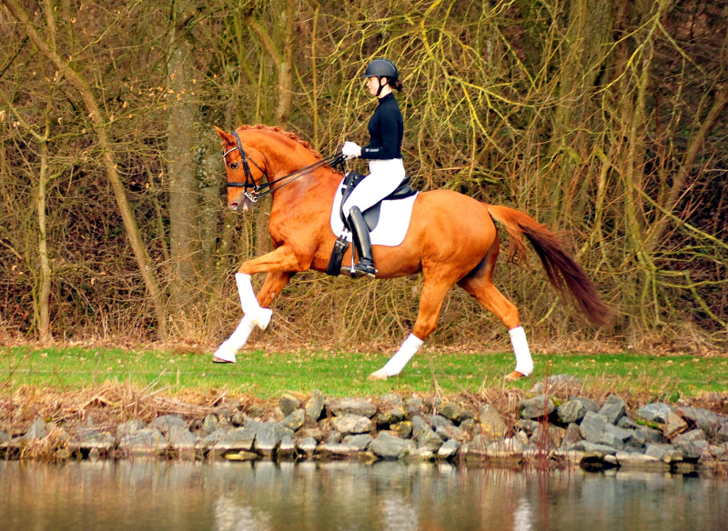 Trakehner Hengst Zauberdeyk v. Van Deyk - Friedensfrst - Trakehner Gestt Hmelschenburg - Foto: Beate Langels