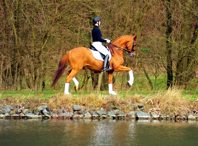 Trakehner Hengst Zauberdeyk v. Van Deyk - Friedensfrst - Trakehner Gestt Hmelschenburg - Foto: Beate Langels