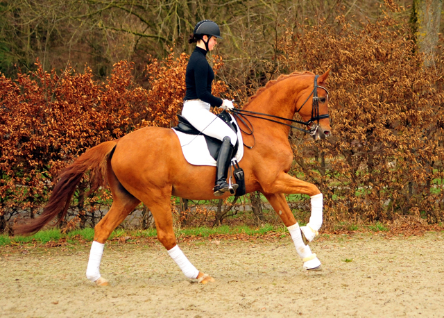 Trakehner Hengst Zauberdeyk v. Van Deyk - Friedensfrst - Trakehner Gestt Hmelschenburg - Foto: Beate Langels