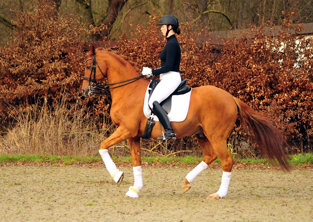 Trakehner Hengst Zauberdeyk v. Van Deyk - Friedensfrst - Trakehner Gestt Hmelschenburg - Foto: Beate Langels