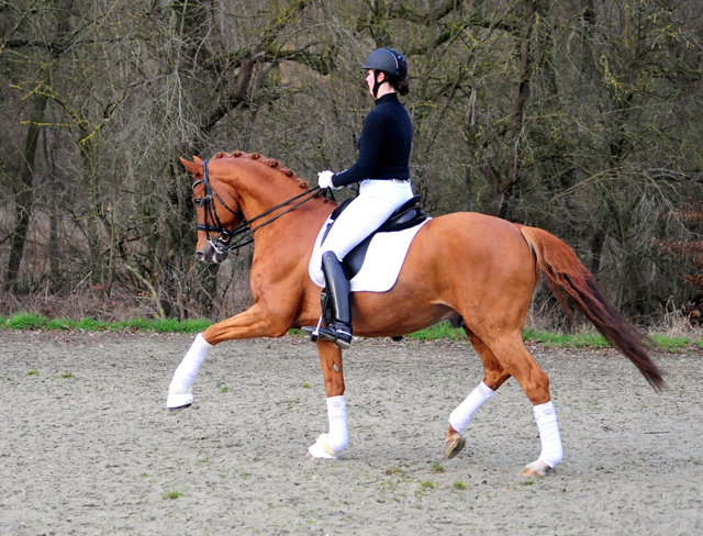 Trakehner Hengst Zauberdeyk v. Van Deyk - Friedensfrst - Trakehner Gestt Hmelschenburg - Foto: Beate Langels