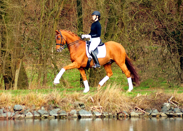 Trakehner Hengst Zauberdeyk v. Van Deyk - Friedensfrst - Trakehner Gestt Hmelschenburg - Foto: Beate Langels