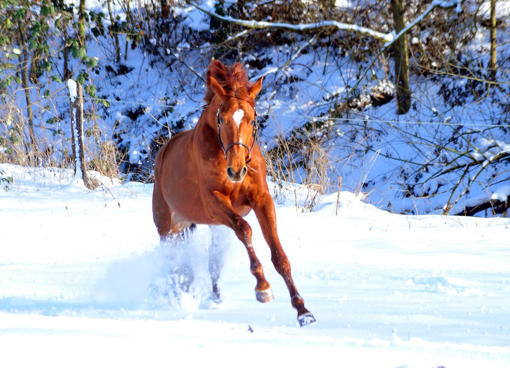 Verhoeven v. Sch�plitzer x High Motion - Foto: Beate Langels