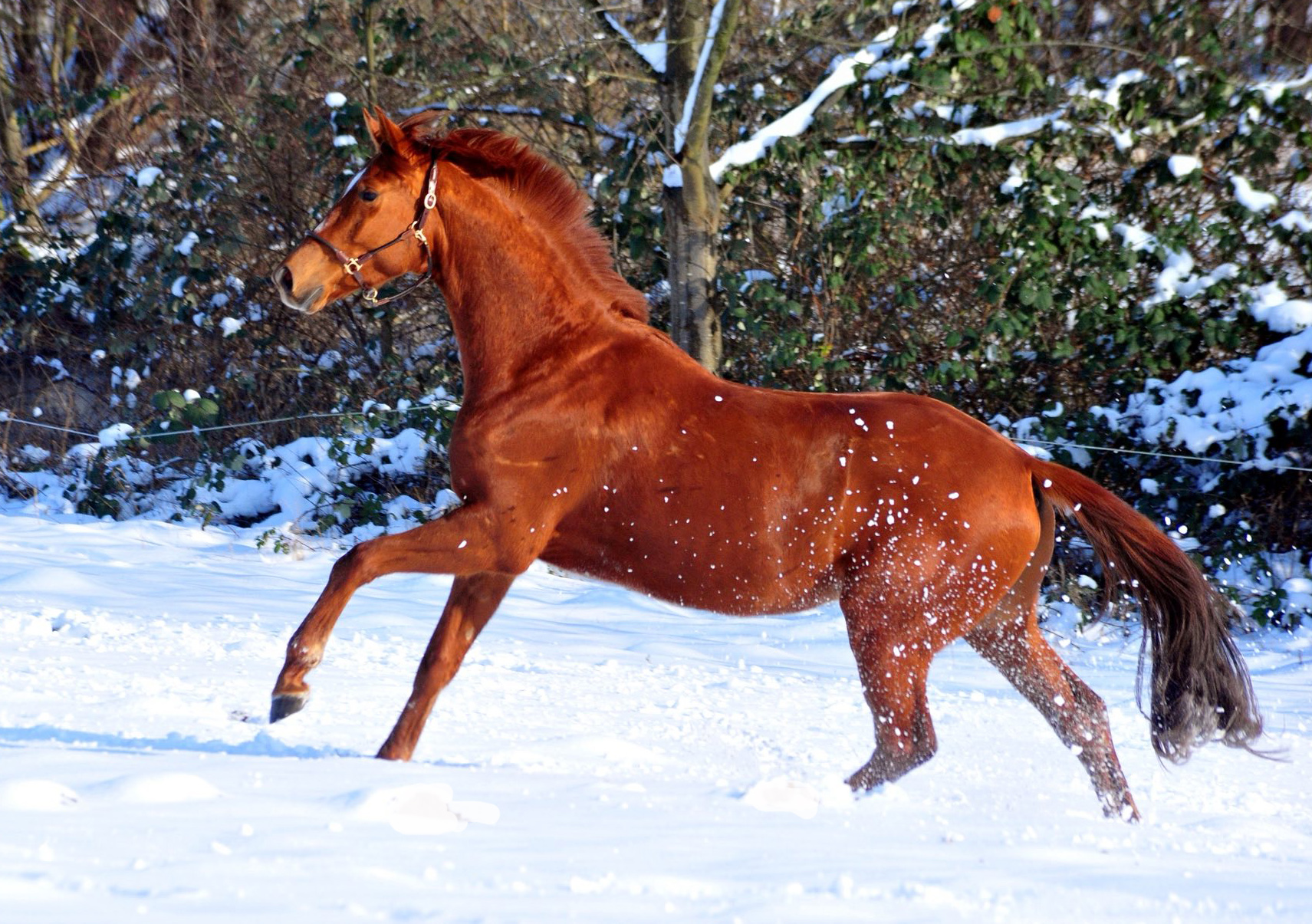 Verhoeven v. Sch�plitzer x High Motion - Foto: Beate Langels