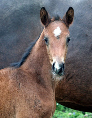 Trakehner Stutfohlen von Shavalou u.d. Elitestute Gloriette v. Kostolany  - Foto: Ulrike Sahm