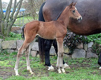 Trakehner Stutfohlen von Shavalou u.d. Elitestute Gloriette v. Kostolany  - Foto: Ulrike Sahm