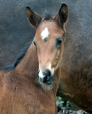 Trakehner Stutfohlen von Shavalou u.d. Elitestute Gloriette v. Kostolany  - Foto: Ulrike Sahm