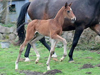 Trakehner Stutfohlen von Shavalou u.d. Elitestute Gloriette v. Kostolany  - Foto: Ulrike Sahm