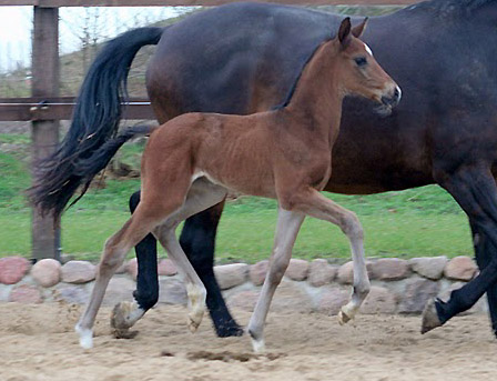 Trakehner Stutfohlen von Shavalou u.d. Elitestute Gloriette v. Kostolany  - Foto: Ulrike Sahm