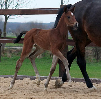 Trakehner Stutfohlen von Shavalou u.d. Elitestute Gloriette v. Kostolany  - Foto: Ulrike Sahm