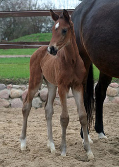 Trakehner Stutfohlen von Shavalou u.d. Elitestute Gloriette v. Kostolany  - Foto: Ulrike Sahm