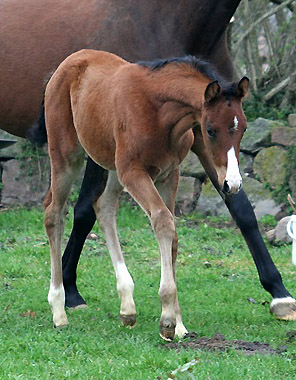 Trakehner Stutfohlen von Alter Fritz u.d. Schwalbenfee v. Freudenfest u.d. Pr.St. Schwalbenlust v. Enrico Caruso -  Foto: Ulrike Sahm