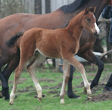 Trakehner Stutfohlen von Alter Fritz u.d. Schwalbenfee v. Freudenfest u.d. Pr.St. Schwalbenlust v. Enrico Caruso -  Foto: Ulrike Sahm