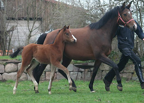 Trakehner Stutfohlen von Alter Fritz u.d. Schwalbenfee v. Freudenfest u.d. Pr.St. Schwalbenlust v. Enrico Caruso -  Foto: Ulrike Sahm