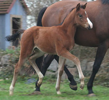 Trakehner Stutfohlen von Alter Fritz u.d. Schwalbenfee v. Freudenfest u.d. Pr.St. Schwalbenlust v. Enrico Caruso -  Foto: Ulrike Sahm