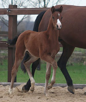 Trakehner Stutfohlen von Alter Fritz u.d. Schwalbenfee v. Freudenfest u.d. Pr.St. Schwalbenlust v. Enrico Caruso -  Foto: Ulrike Sahm