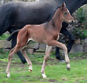 Hengstfohlen von Exclusiv x Kostolany, Foto: Ulrike Sahm