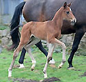 Stutfohlen von Shavalou x Kostolany, Foto: Ulrike Sahm