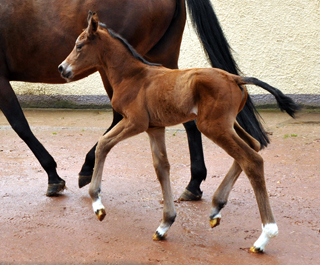 Stutfohlen von Touch my Heart u.d. Schwalbenlicht v. Imperio - Trakehner Gestt Hmelschenburg - Beate Langels