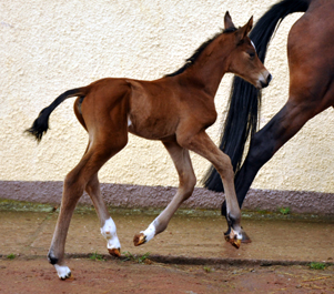 Stutfohlen von Touch my Heart u.d. Schwalbenlicht v. Imperio - Trakehner Gestt Hmelschenburg - Beate Langels