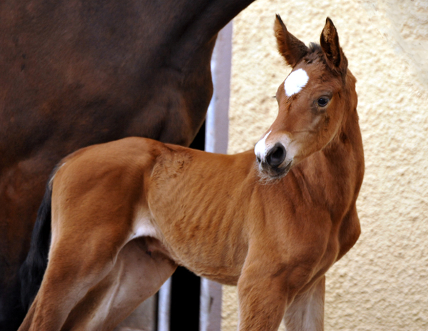 Stutfohlen von Touch my Heart u.d. Schwalbenlicht v. Imperio - Trakehner Gestt Hmelschenburg - Beate Langels