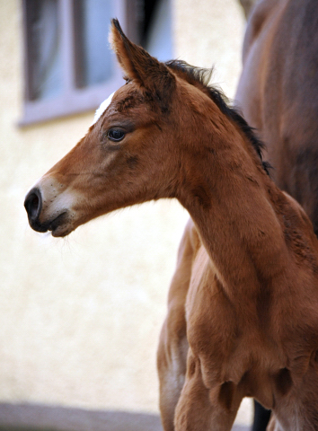 Stutfohlen von Touch my Heart u.d. Schwalbenlicht v. Imperio - Trakehner Gestt Hmelschenburg - Beate Langels