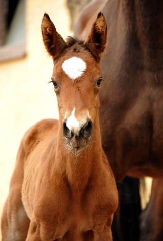 Stutfohlen von Touch my Heart u.d. Schwalbenlicht v. Imperio - Trakehner Gestt Hmelschenburg - Beate Langels