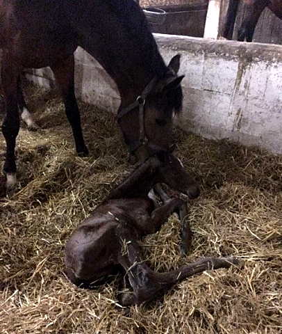 Hengstfohlen von High Motion u.d. Pr.St. Karida v. Oliver Twist - Foto: Beate Langels - Trakehner Gestt Hmelschenburg