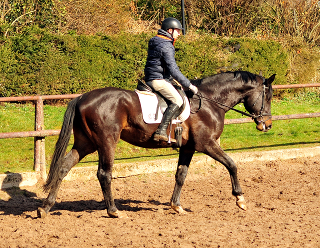 gerade angeritten 3jhriger Hengst von Touch my Heart u.d. Vittoria v. Exclusiv - Beate Langels Gestt Hmelschenburg