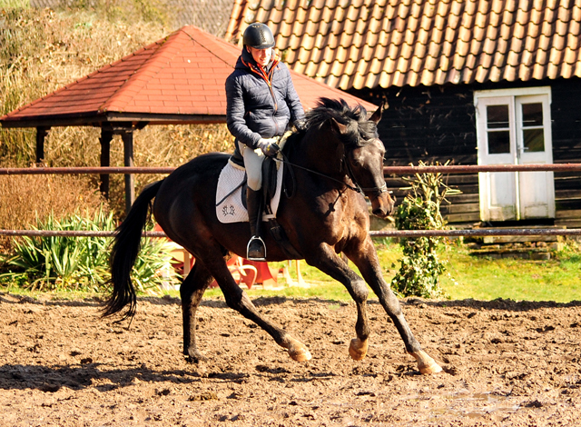 gerade angeritten 3jhriger Hengst von Touch my Heart u.d. Vittoria v. Exclusiv - Beate Langels Gestt Hmelschenburg