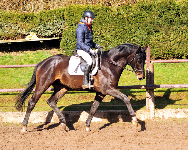gerade angeritten 3jhriger Hengst von Touch my Heart u.d. Vittoria v. Exclusiv - Beate Langels Gestt Hmelschenburg