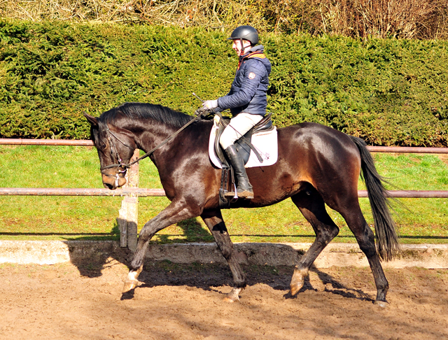 gerade angeritten 3jhriger Hengst von Touch my Heart u.d. Vittoria v. Exclusiv - Beate Langels Gestt Hmelschenburg