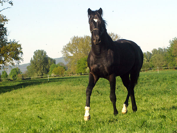 Zweijhriger Hengst von Alter Fritz x Kostolany am 30. April 2011 - Foto: Beate Langels - Trakehner Gestt Hmelschenburg