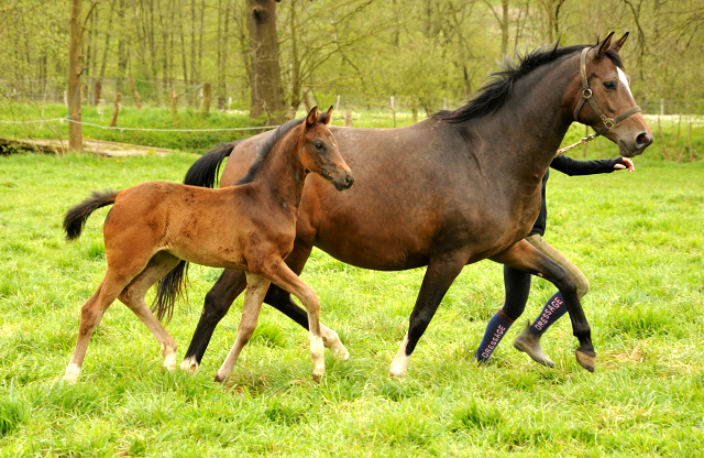 Stutfohlen von De Niro u.d. Schwalbendiva v. Totilas - Trakehner Gestt Hmelschenburg - Beate Langels
