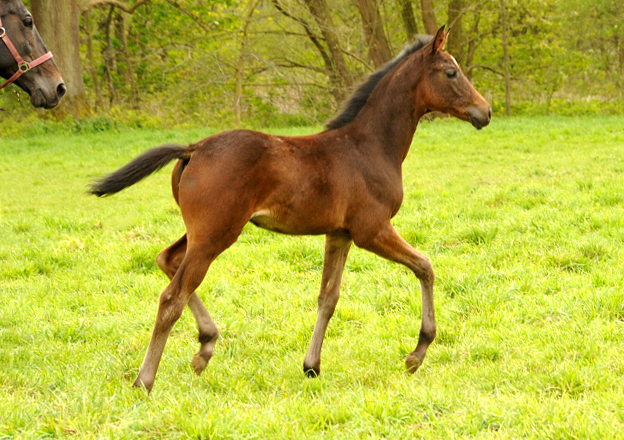 9 Wochen alt: Trakehner Stutfohlen von High Motion u.d. Vicenza v. Showmaster, Gestt Hmelschenburg - Beate Langels