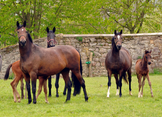 Stuten und Fohlen im Trakehner Gestt Hmelschenburg - Beate Langels