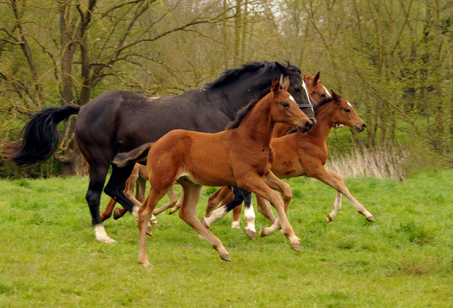 Stuten und Fohlen im Trakehner Gestt Hmelschenburg - Beate Langels