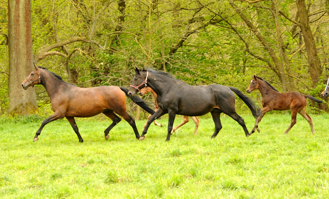 Stuten und Fohlen im Trakehner Gestt Hmelschenburg - Beate Langels